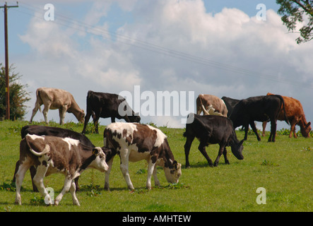 Un troupeau de veaux dans un Staffordshire, Royaume-Uni, campagne Field Banque D'Images