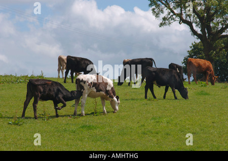 Un troupeau de veaux dans un Staffordshire, Royaume-Uni, campagne Field Banque D'Images