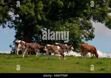 Un troupeau de veaux dans un Staffordshire, Royaume-Uni, campagne terrain. Banque D'Images