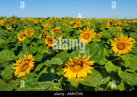 Champ de tournesol, près de Culross Manitoba Canada Banque D'Images