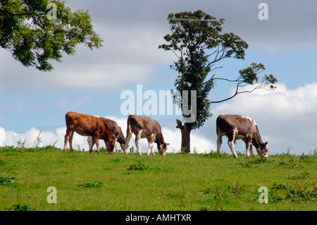 Un troupeau de veaux dans un Staffordshire, Royaume-Uni, campagne terrain. Banque D'Images