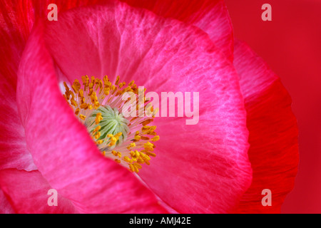 Shirley Papaver rhoeas coquelicot sur fond rouge Banque D'Images