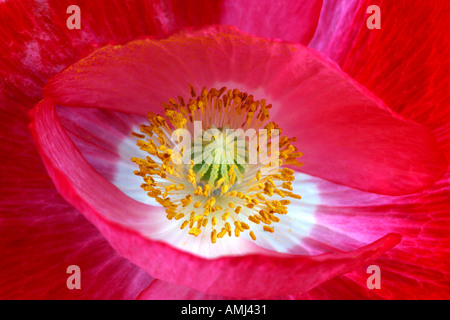 Shirley Papaver rhoeas coquelicot sur fond rouge Banque D'Images