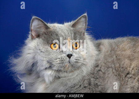 British longhair bleu tabby Cat Highlander Lowlander britannique Banque D'Images