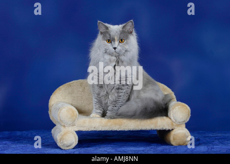 British longhair bleu tabby Cat Highlander Lowlander britannique Banque D'Images
