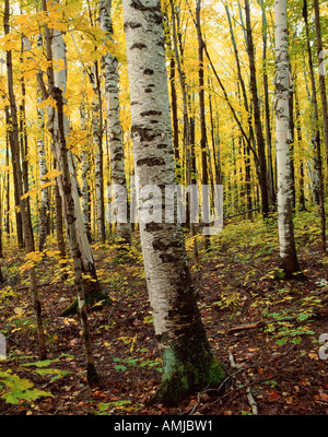 Forêt de bouleaux, Algonquin Provincial Park, Ontario, Canada Banque D'Images