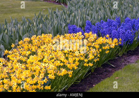 Floraison des tulipes Banque D'Images