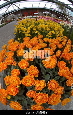 Bouquet de tulipes Banque D'Images