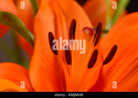 Lily fleur orange les organes de reproduction stamen Banque D'Images