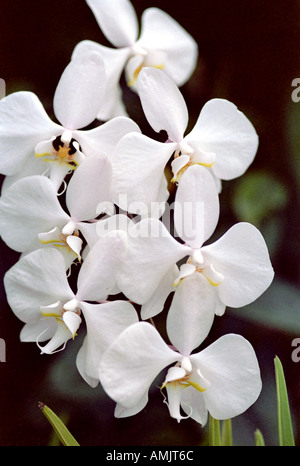 Orchidée de lune, orchidée de papillon ou orchidée de Mariposa, Phalaenopsis amabilis, Orchidaceae. Asie du Sud-est et Australie. Banque D'Images