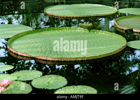 Victoria Amazonica syn. Nénuphars géants Victoria Regia Banque D'Images