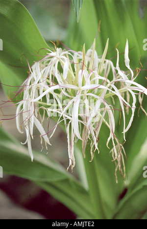 Giant Spider Lily Crinum asiaticum Amaryllidaceae. La Chine, Hong Kong, Inde, Japon et îles Ryukyu. Banque D'Images