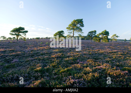 L'Écosse heather bloom et de pins avec dernière lumière du soleil couchant sur le bord sud de Lammermuir Hills près de Duns Banque D'Images