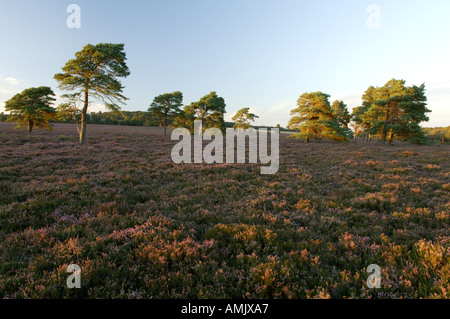 L'Écosse heather bloom et de pins avec dernière lumière du soleil couchant sur le bord sud de Lammermuir Hills près de Duns Banque D'Images