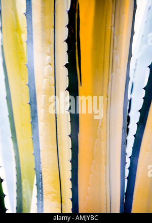 Cactus Agave americana variegata abstract Palmitos Park Gran Canaria Banque D'Images