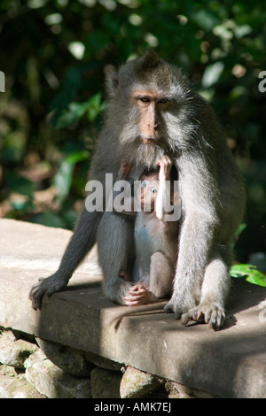 La mère et l'enfant les macaques à longue queue Macaca fascicularis Monkey Forest Ubud Bali Indonésie Banque D'Images