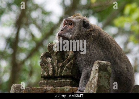 Les macaques à longue queue Macaca fascicularis Pura Dalem Agung Padangtegal temple hindou à l'intérieur de Monkey Forest Ubud Bali Indonésie Banque D'Images