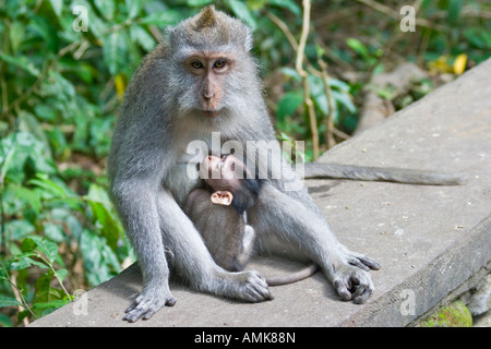 L'alimentation de bébé Les macaques à longue queue Macaca fascicularis Monkey Forest Ubud Bali Indonésie Banque D'Images