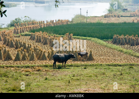 Vache et veau bébé dans un champ de tiges de riz de la Province du Guangxi Chine Yangshuo Bundles Banque D'Images