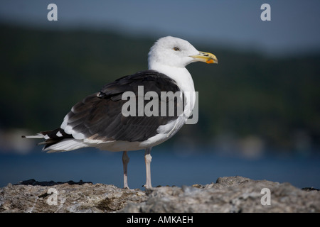 Goéland marin Larus marinus New York Portrait des profils Banque D'Images