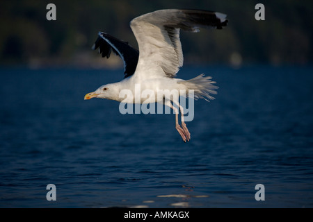 Le Hot décollant de lac Gull Larus marinus New York Banque D'Images