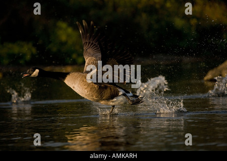 Bernache du Canada Branta canadensis décollant de New York lake Banque D'Images