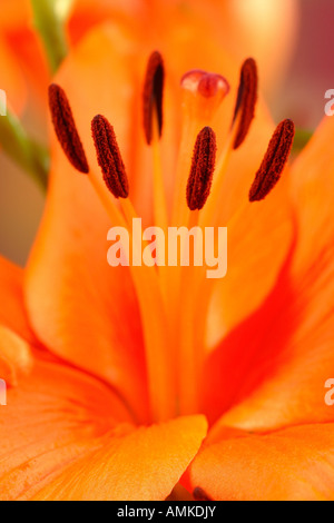 Lily fleur orange les organes de reproduction stamen Banque D'Images