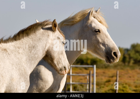 Deux chevaux blancs de Camargue Banque D'Images