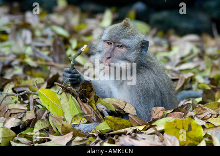 Jouer dans un tas de feuilles de macaques à longue queue Macaca fascicularis Monkey Forest Ubud Bali Indonésie Banque D'Images