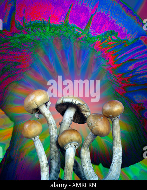 Une photographie de plusieurs champignons hallucinogènes contre une manipulation numérique version agrandie d'un chapeau de champignon Banque D'Images