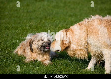 Deux chiens jouant Banque D'Images