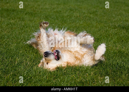Golden retriever roulant sur l'herbe Banque D'Images