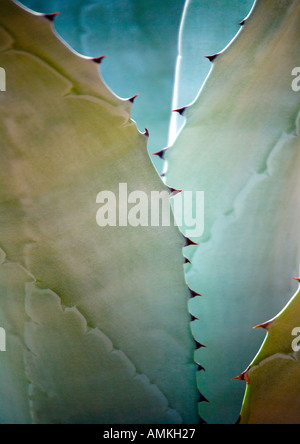 Abstract Cactus Palmitos Park Gran Canaria jardin de cactus Banque D'Images