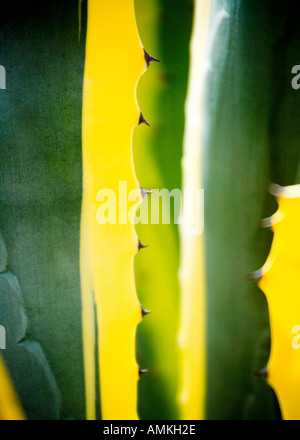 Cactus Agave americana variegata Palmitos Park Gran Canaria jardin de cactus Banque D'Images