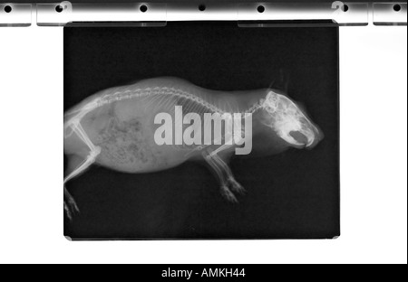 Cochon d x ray sur xray viewer Banque D'Images