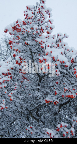 Snow laden bush aux fruits rouges Banque D'Images