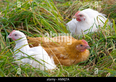 Poules de la race Isa 257 errent librement à Sheepdrove Organic Farm Lambourn Angleterre Banque D'Images