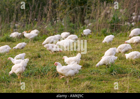 Poules de la race Isa 257 errent librement à Sheepdrove Organic Farm Lambourn Angleterre Banque D'Images