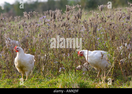 Poules de la race Isa 257 errent librement et faire paître parmi les herbes bénéfiques à Sheepdrove Organic Farm en Angleterre Banque D'Images