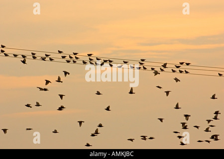 Les étourneaux migrateurs à l'estuaire de la Tamise La Grippe aviaire La grippe aviaire pourrait être portée à la Grande-Bretagne par les oiseaux migrateurs Banque D'Images