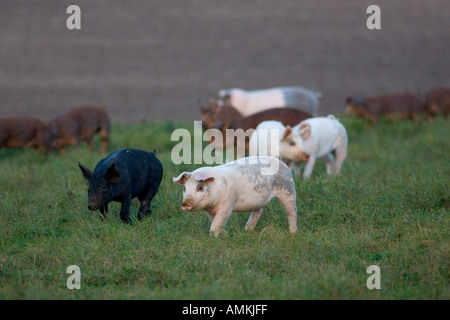 Les porcs à Sheepdrove Organic Farm Lambourn Angleterre où sont conservés les truies Camborough avec Duroc verrats Banque D'Images