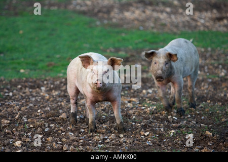 Les porcs à Sheepdrove Organic Farm Lambourn Angleterre où sont conservés les truies Camborough avec Duroc verrats Banque D'Images