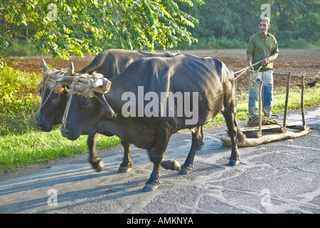 L'homme avec deux bœufs tirant sur luge street dans la Valle de Vinales au centre de Cuba Banque D'Images