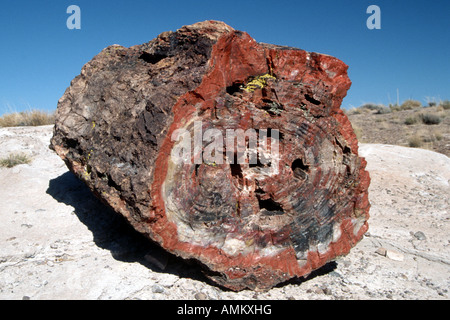 Arbre fossilisés silicifiés section camion à Parc National de la forêt pétrifiée Banque D'Images