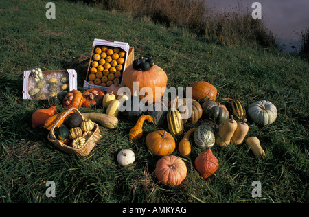 Nature morte de citrouille et coloquintes Cucurbita andreana pileiformis turbaniformis Cucurbita Cucurbita produit agricole Banque D'Images