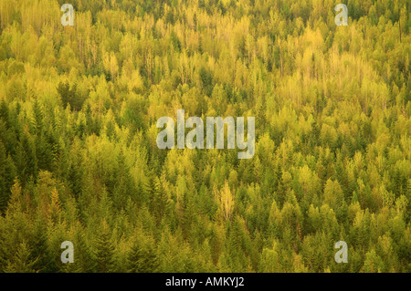 Forêt mixte, le ruisseau McLean, le sud de la Colombie-Britannique, Canada Banque D'Images