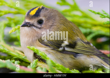 Une femme, Goldcrest Britains plus petit oiseau Banque D'Images