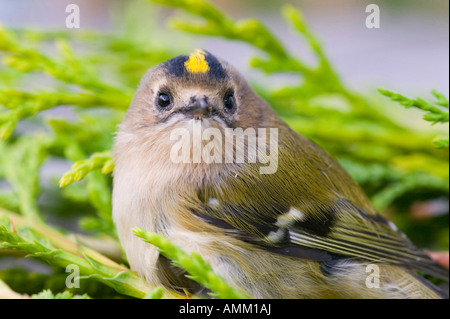 Une femme, Goldcrest Britains plus petit oiseau Banque D'Images