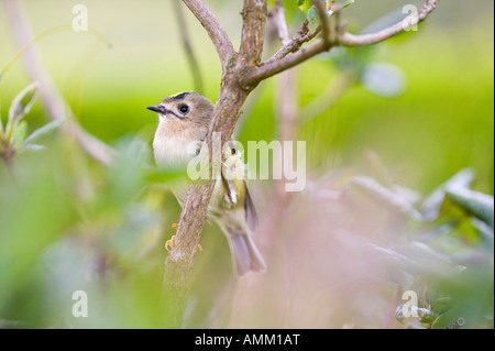 Une femme, Goldcrest Britains plus petit oiseau Banque D'Images