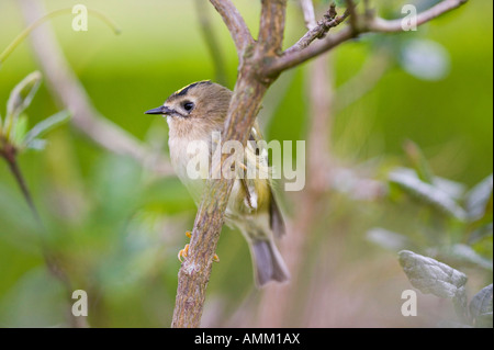 Une femme, Goldcrest Britains plus petit oiseau Banque D'Images